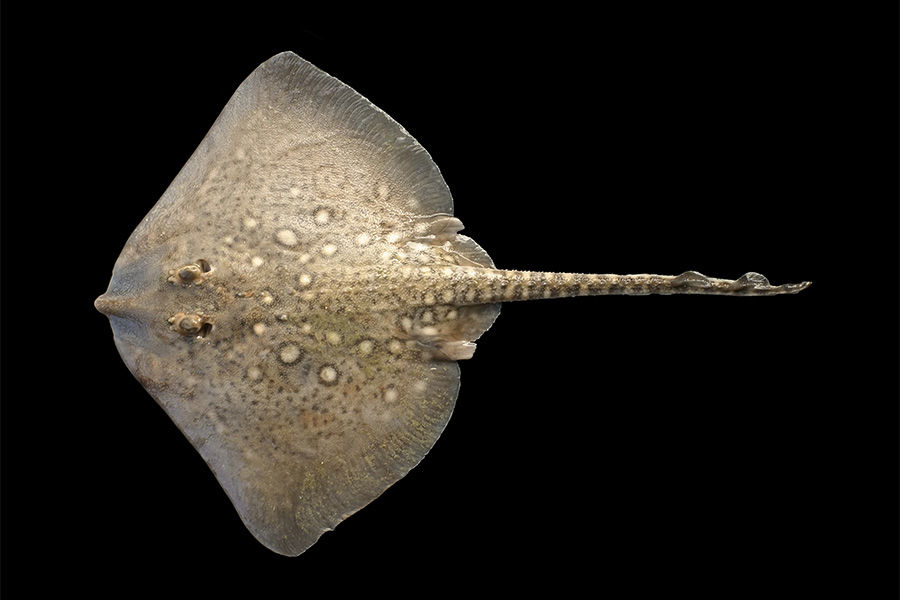 Морской риф © Фото Ханса Хиллеваерта, wikipedia.org