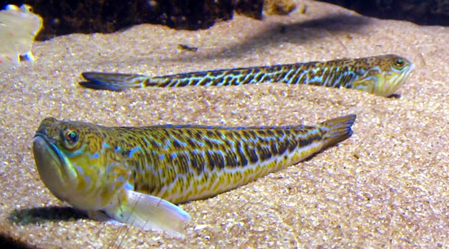 Морской дракон © Фото Томаша Сеницкого, wikipedia.org