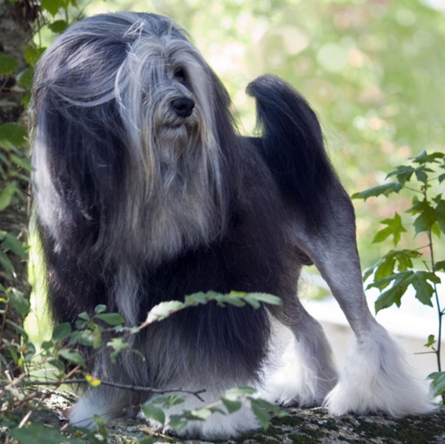 redkie-ekzoticheskie-porody-sobak 10