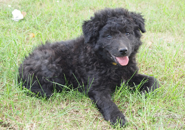 редкие-экзотические-породы-собака 25