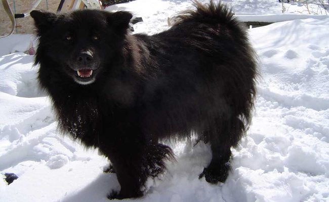 редкие-экзотические-породы-собака 41