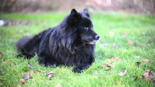 редкие-экзотические-породы-собака 42