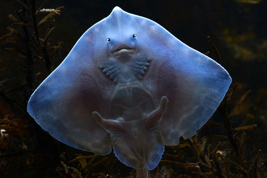 Морской риф © Фото Вассила, wikipedia.org