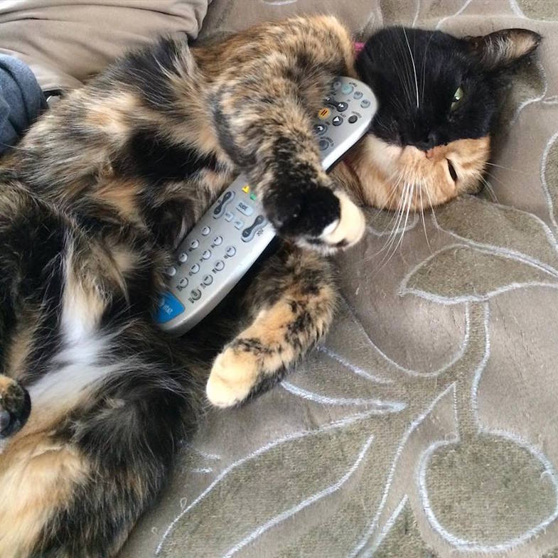 Кошка Венера