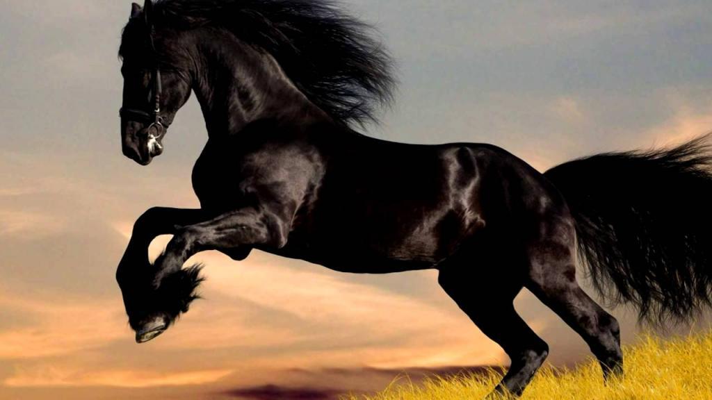 Фризская порода лошадей: описание, особенности содержания и кормления