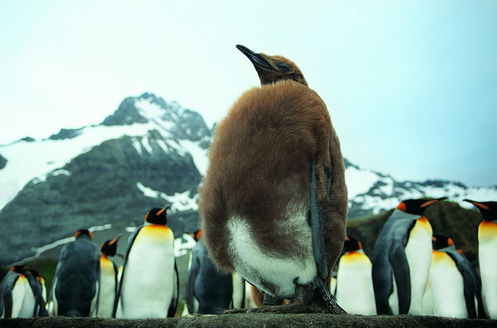 Малый пингвин:  описание птицы, особенности, виды, среда обитания