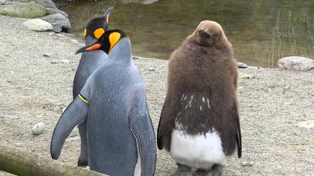 Малый пингвин:  описание птицы, особенности, виды, среда обитания