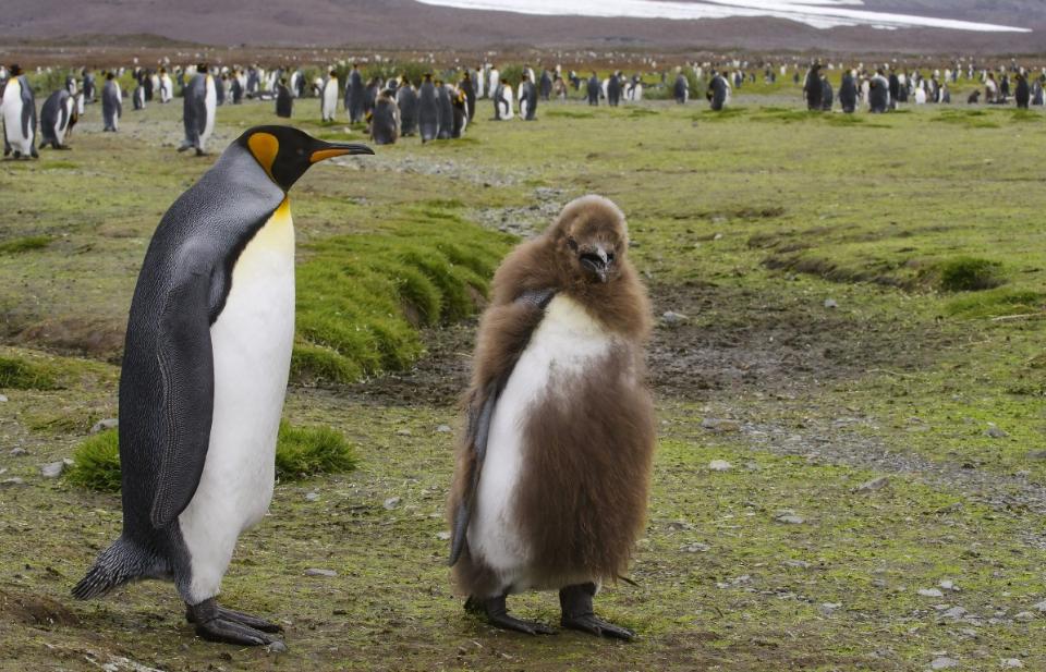 Малый пингвин:  описание птицы, особенности, виды, среда обитания