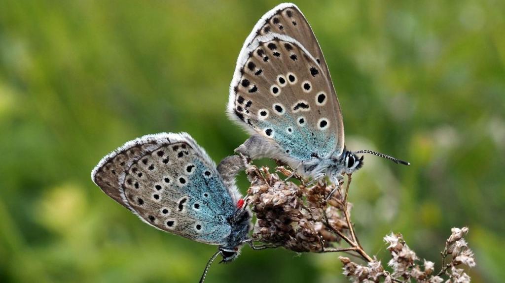 Голубянка:  описание насекомого, особенности, виды, среда обитания