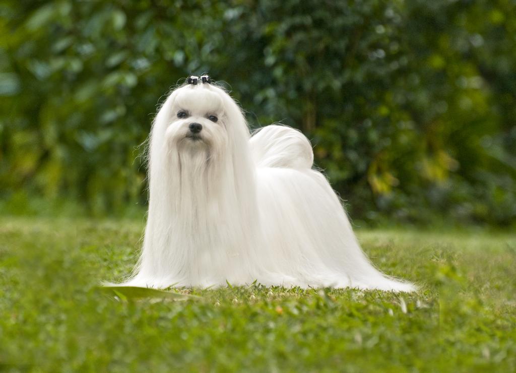 Гипоаллергенные породы собак (не вызывающие аллергию у людей)