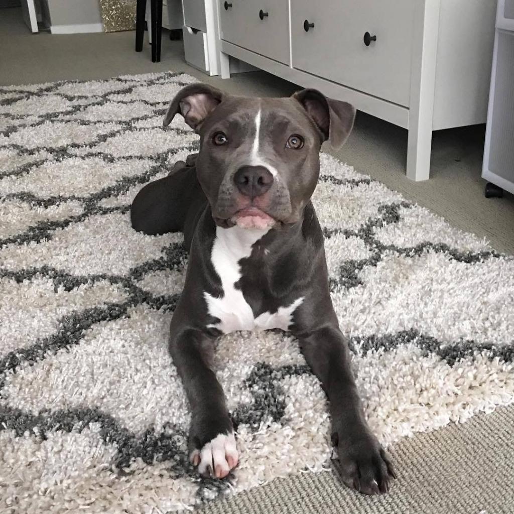 Питбуль: как воспитывать, чтобы животное не было злым и как натренировать красивого и накаченного питомца