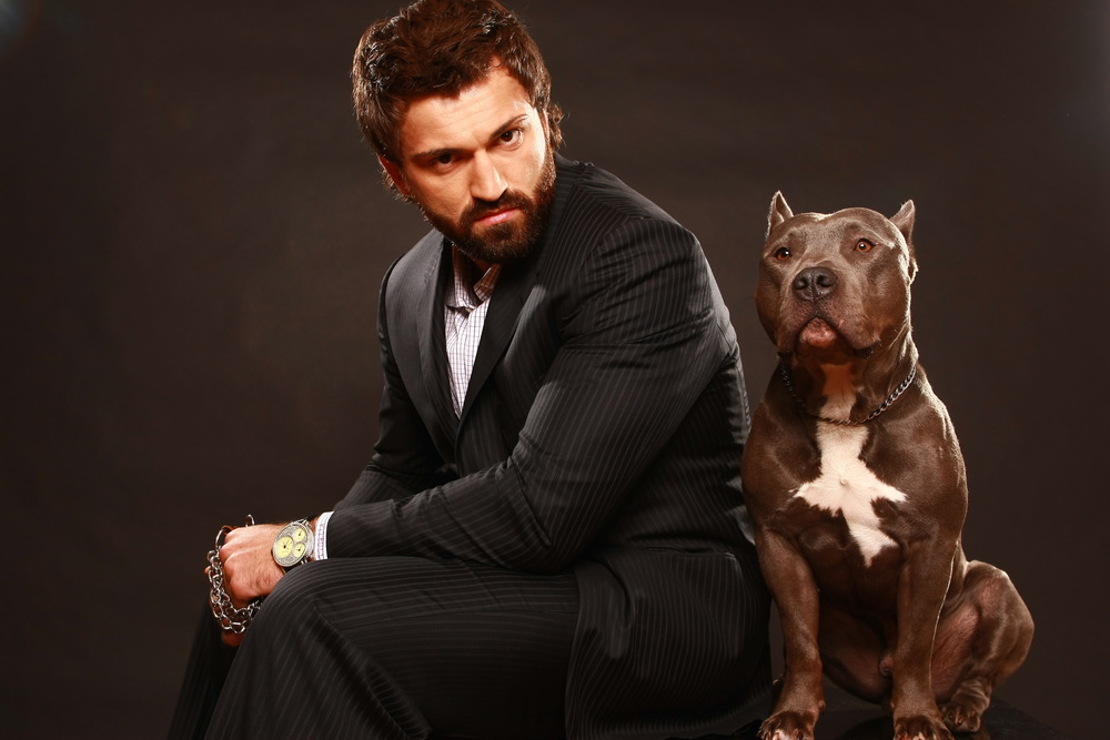 Питбуль: как воспитывать, чтобы животное не было злым и как натренировать красивого и накаченного питомца