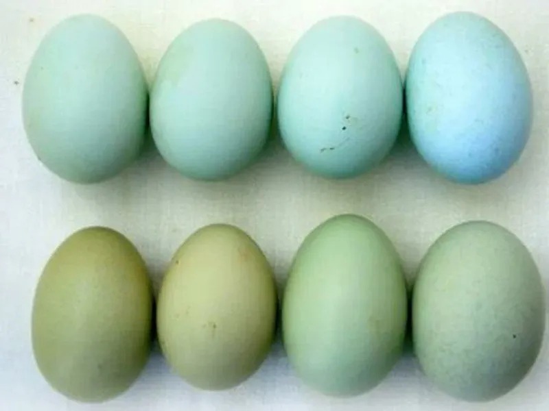 Куры, несущие голубые и зеленые яйца: породы, описание