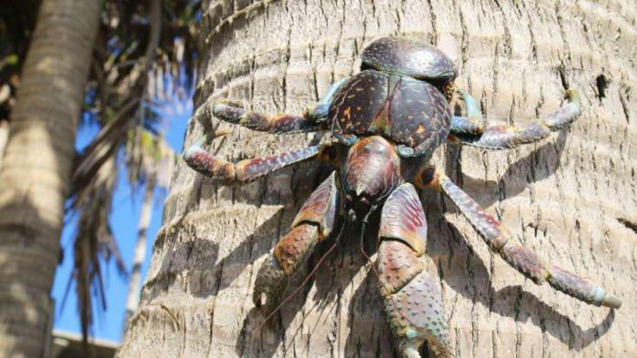 кокосовый краб