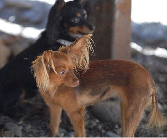 Liten og uredd russisk toy terrier