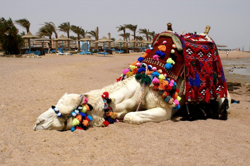 Одногорбый верблюд описание животного, особенности, виды, среда обитания