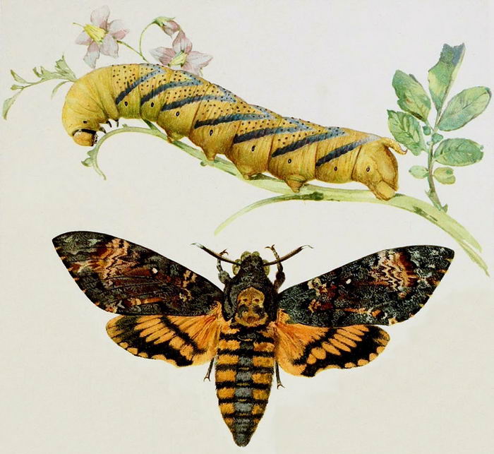 Мифы, легенды и интересные факты о бабочке «Мертвая голова» Мифы, легенды и интересные факты о бабочке «Мертвая голова»