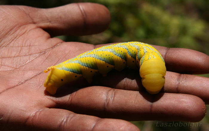Мифы, легенды и интересные факты о бабочке «Мертвая голова» Мифы, легенды и интересные факты о бабочке «Мертвая голова»
