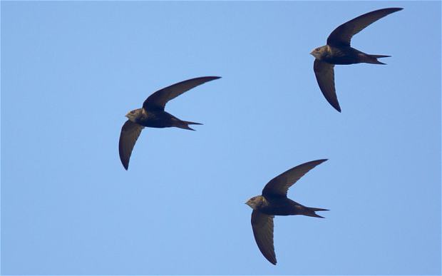 глотать птицу