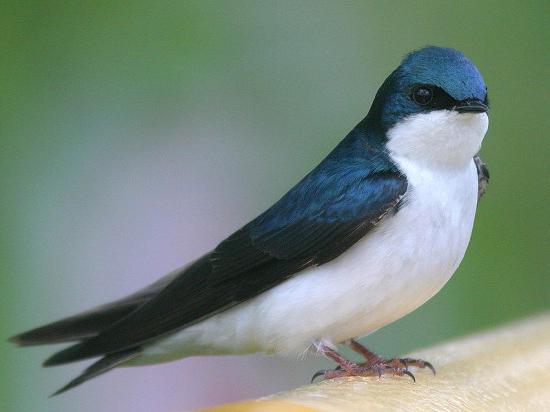 скорость полета птицы