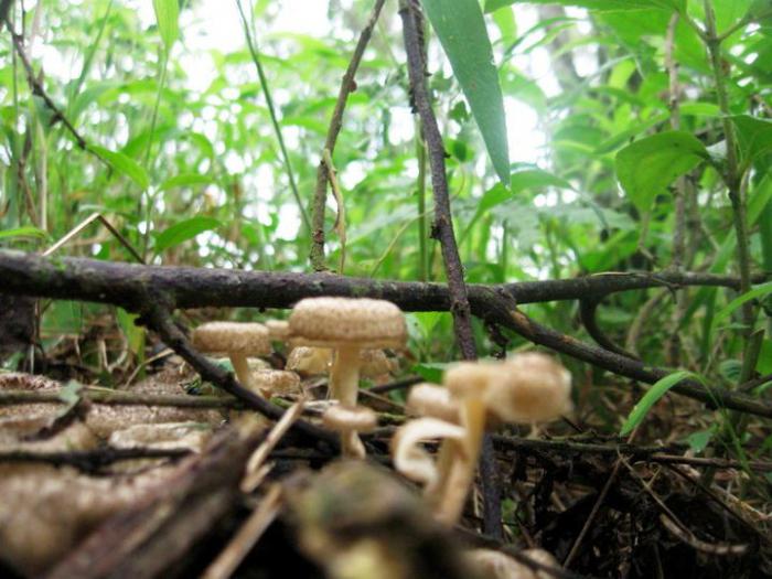 лесной биоценоз