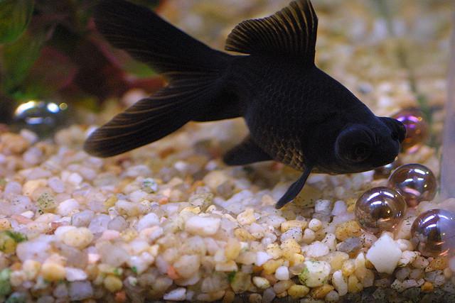 рыба аквариумная телескоп