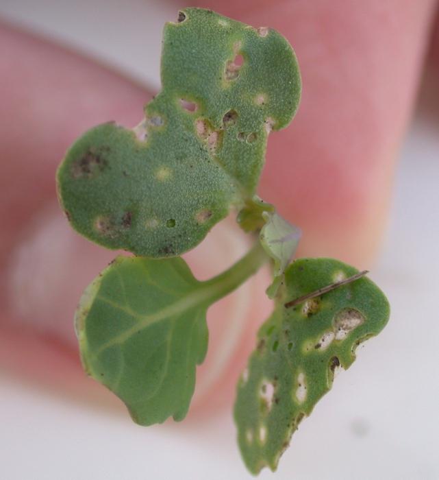 Hvordan ser en maibille ut