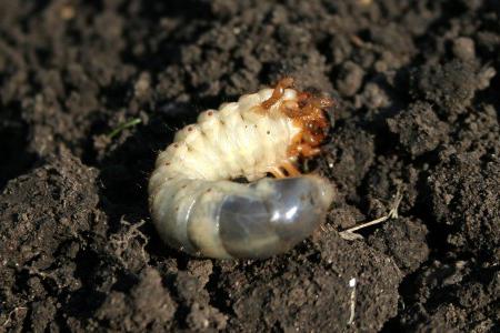 Funksjoner av Maybug