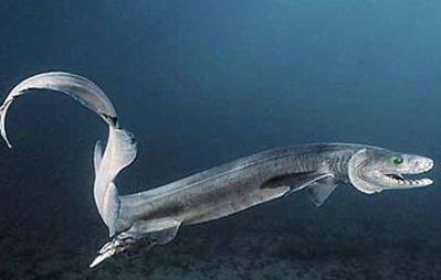 плащеносная или гофрированная акул