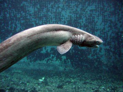 плащеносная акула плащеносец 