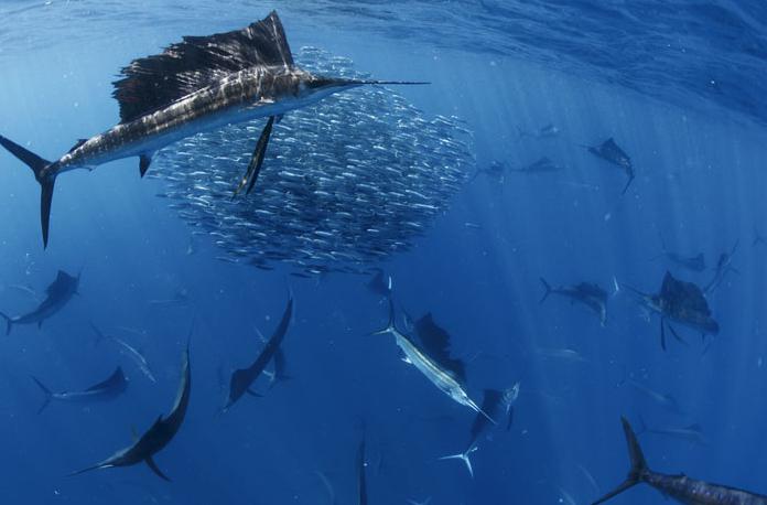 скорость рыбы парусника