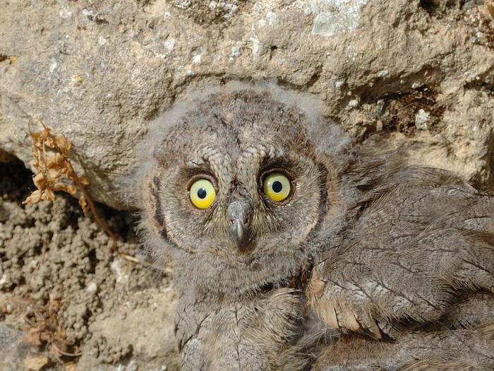 картинка сова