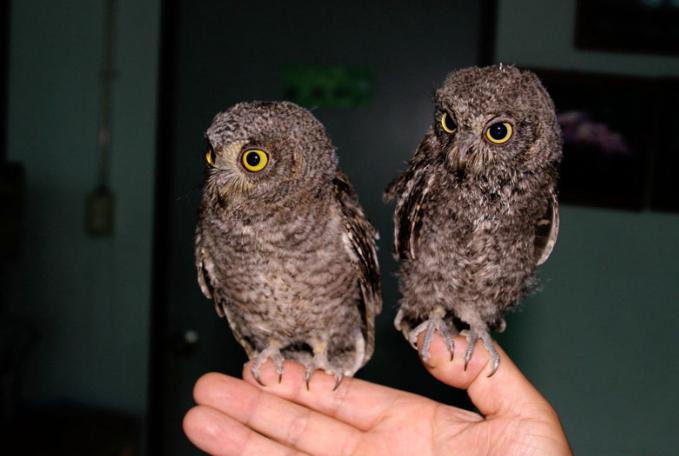 сова сплюшка дома