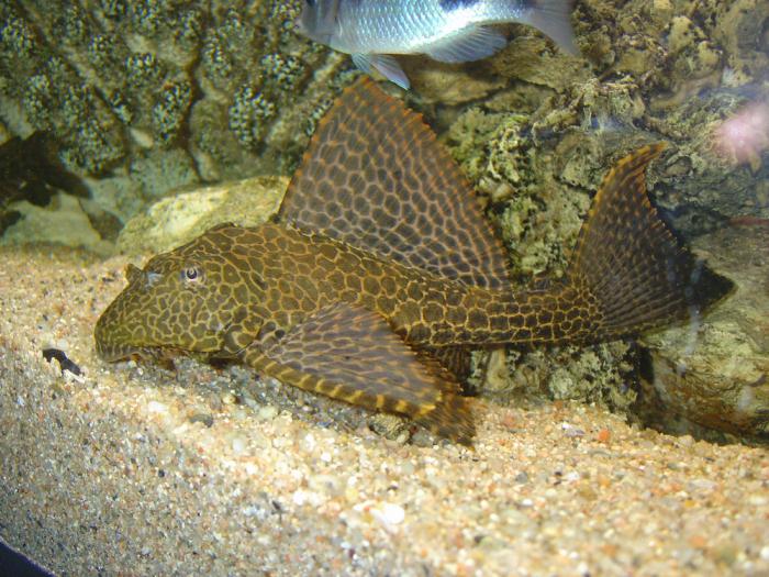 парчовый сом содержание