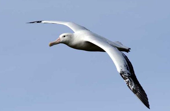 Какая самая большая птица