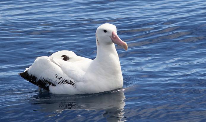Самая большая летающая птица