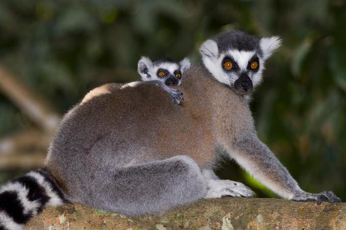 домашний кошачий лемур 