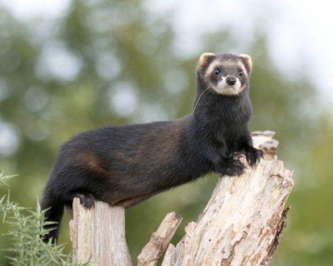 представители семейства куньих