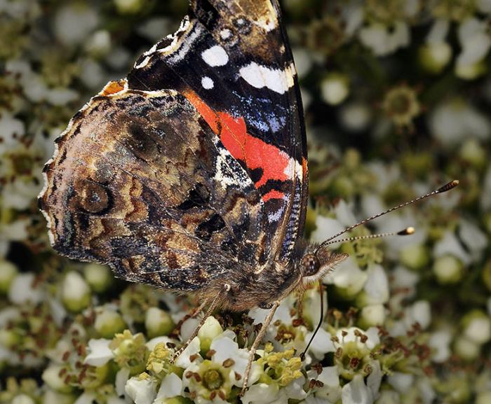 бабочка адмирал описание