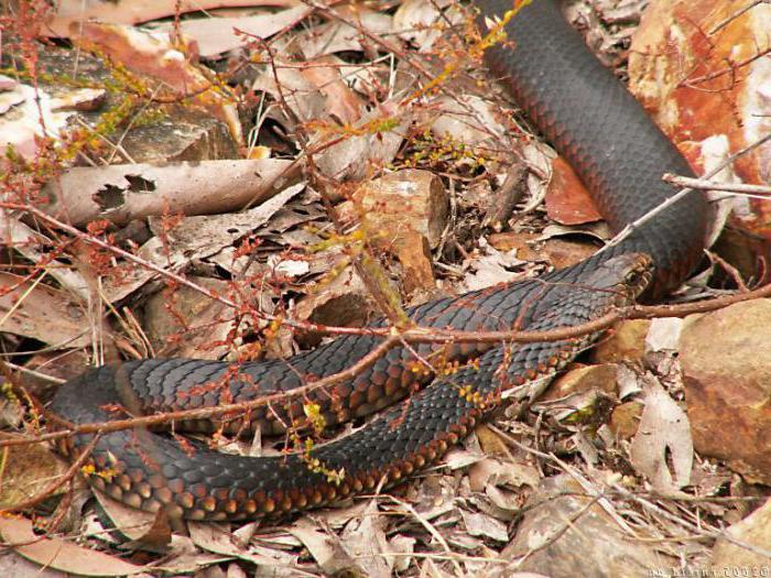 описание ярь-медянки