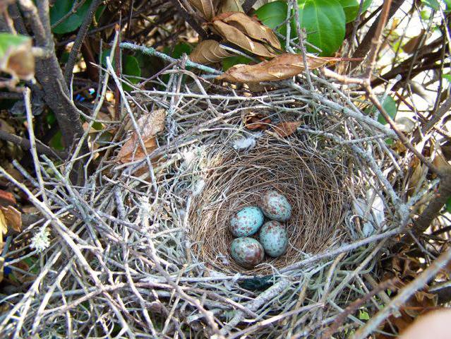 русские пересмешники