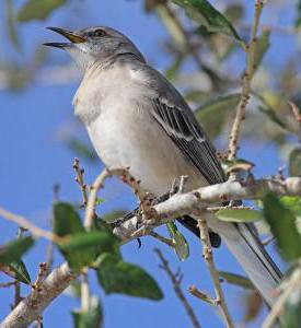 пересмешник поет