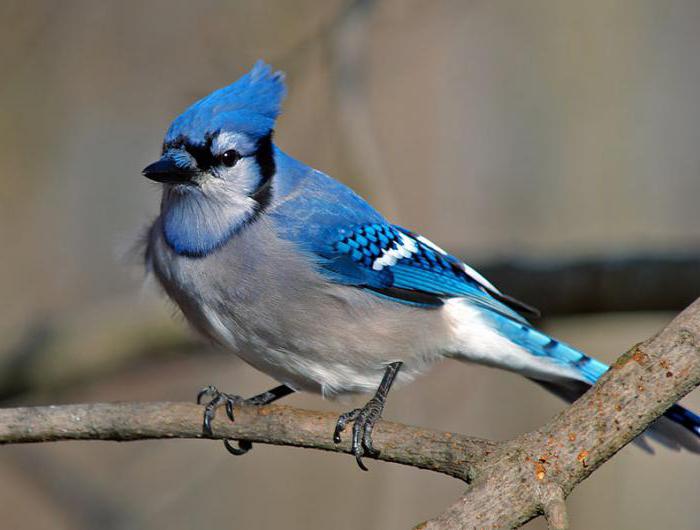 звуки птиц пересмешник