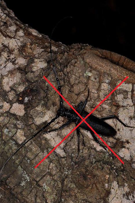 картинка жука