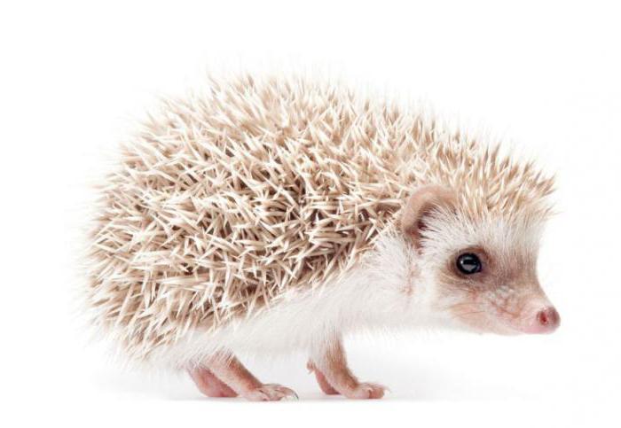 чем кормить маленького ежика