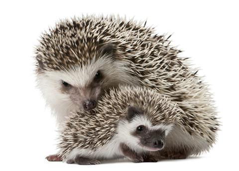 как кормить африканского ежа в домашних условиях