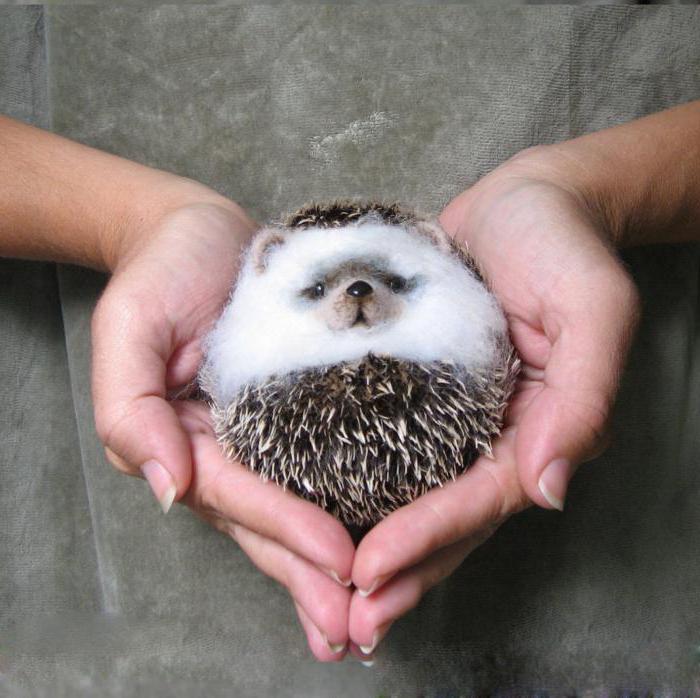 как кормить диких ежей дома