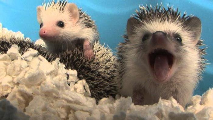 как кормить морского ежа дома