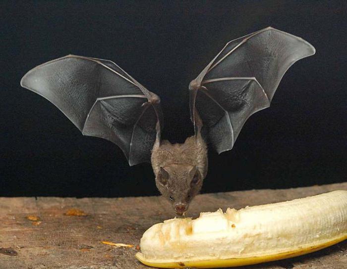 что едят летучие мыши в пригороде