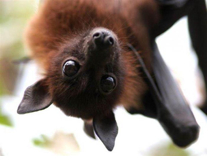 что едят летучие мыши в россии